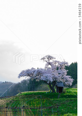 Early morning original scenery (Ozawa no Sakura) 5464159