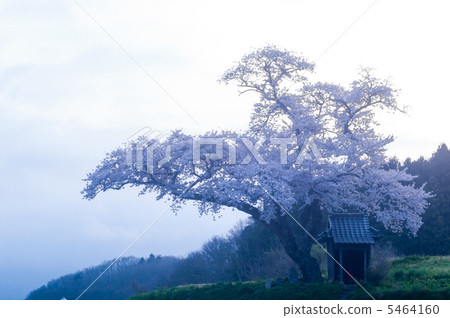 清晨原始風景(小澤之佐) 清晨原始風景(小澤之佐) 5464160