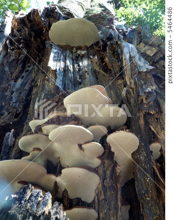 Chrysanthemum fungus 5464486