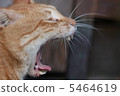 一隻貓的哈欠 5464619
