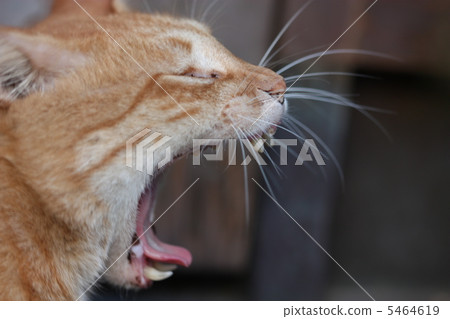 一隻貓的哈欠 一隻貓的哈欠 5464619