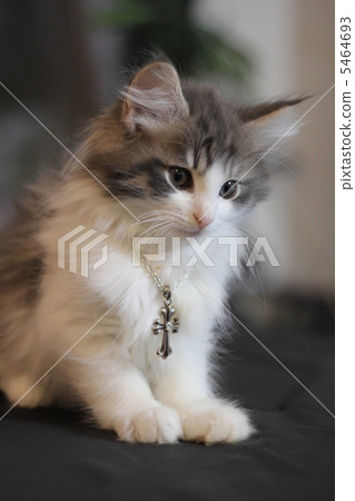 Silver access and kitten Silver access and kitten 5464693