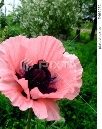 東方罌粟 5464951