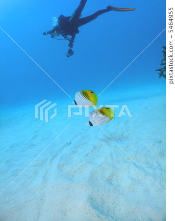 Diver with butterflies 5464955