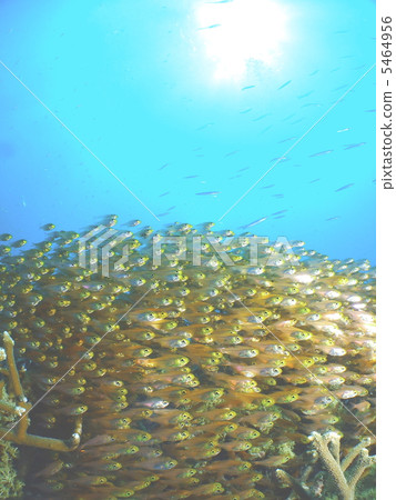 Flock of beetle 5464956