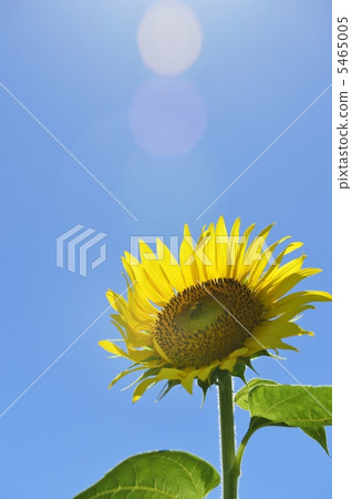 Sunlight like summer's sunlight and sunflower 5465005