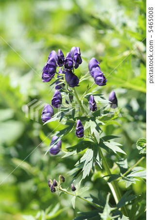 Miyama Torikabuto 5465008