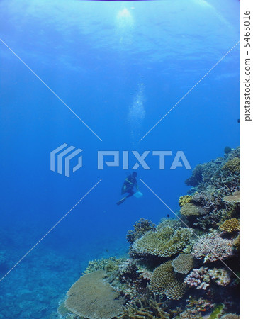 A diver swimming in the middle layer A diver swimming in the middle layer 5465016