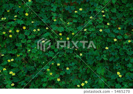 Bitter gourd Bitter gourd 5465270