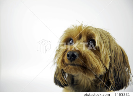 面對一點向上的約克夏犬 5465281