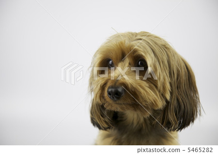約克夏犬面向側面 約克夏犬面向側面 5465282