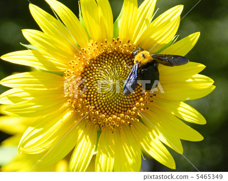 Sunflower and Kimunekuma bee Sunflower and Kimunekuma bee 5465349