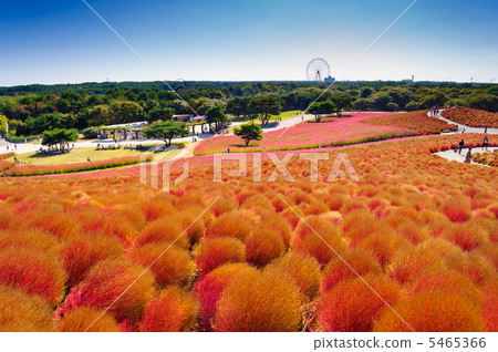Kokia and Cosmos Hill Kokia and Cosmos Hill 5465366
