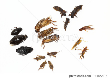 6 edible insects Thailand 5465413