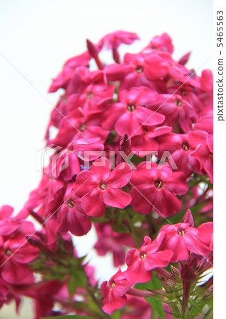 宿根福祿考 宿根福祿考 5465563