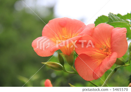 ``Trungue vine'' at Mukojima Hyakkaen ``Trungue vine'' at Mukojima Hyakkaen 5465570