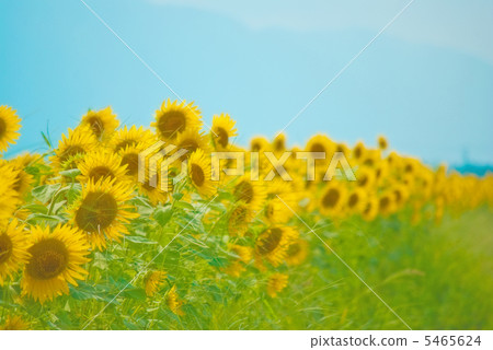 向日葵田 5465624