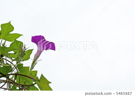 Morning glory copy space 5465887