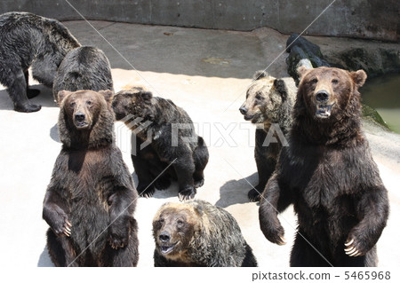 Bear of Aso Cadley Dominion Bear of Aso Cadley Dominion 5465968
