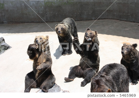 Aso Cadley Dominion的熊 5465969