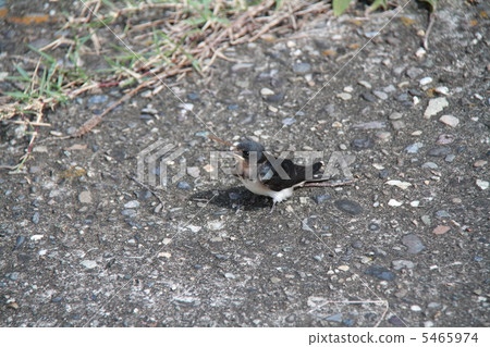 A beautiful swallow's young bird 5465974