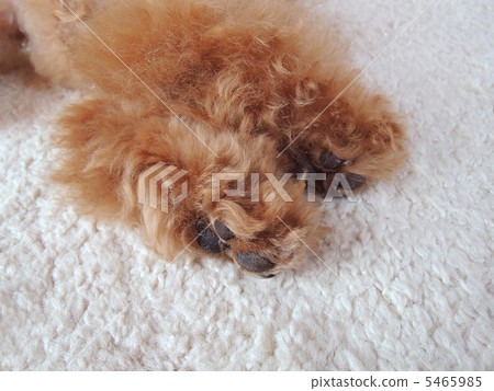 玩具貴賓犬的後腿 5465985