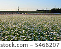 Sanko CosmosGarden① 5466207