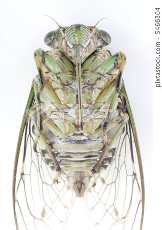 Cicadas (Min Min Semi) 5466304
