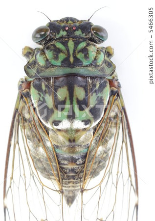 Cicadas (Min Min Semi) Cicadas (Min Min Semi) 5466305