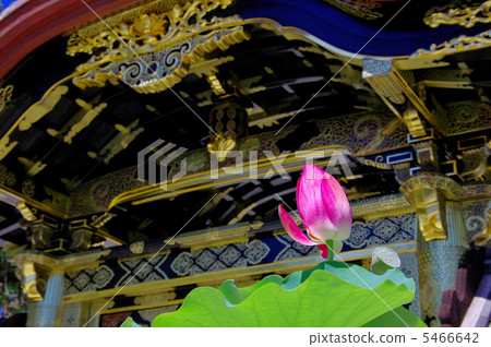 Tang gate and lotus of Kencho-ji 5466642