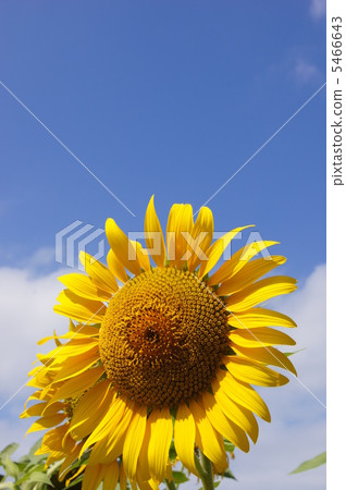 Blue sky and sunflower 2 vertically 5466643