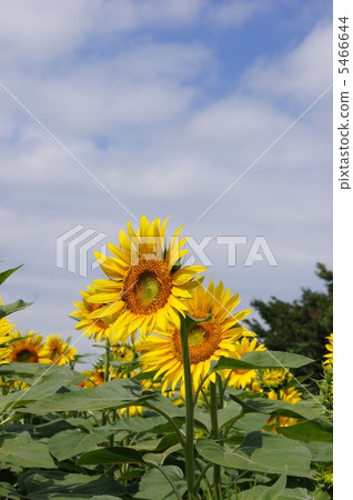 Sunflower tate 5466644