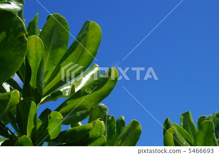 Okinawa Mombokinoki Okinawa Mombokinoki 5466693