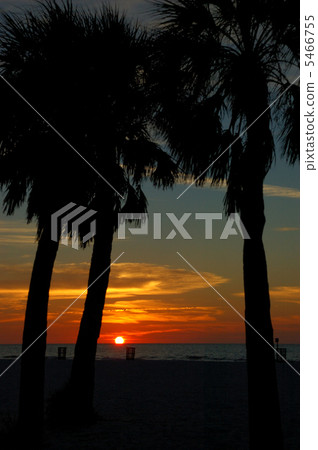 Palm tree 5466755