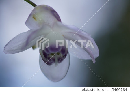 蓮花海綿 蓮花海綿 5466784