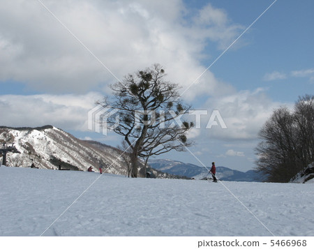 Ski resort and lodging tree 5466968