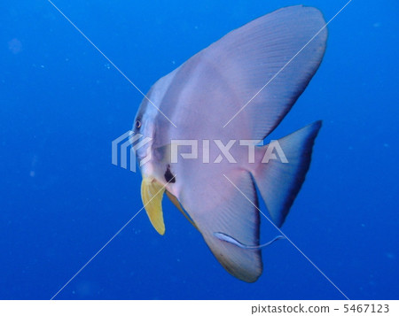 燕子的小麥 燕子的小麥 5467123