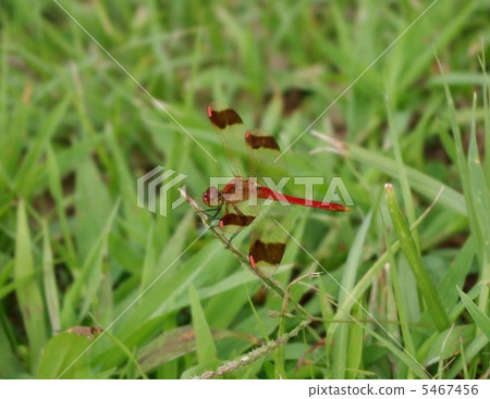 Miyama Macane 5467456