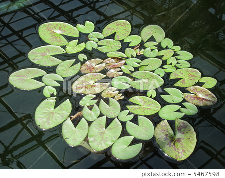 Lily of water lily Lily of water lily 5467598