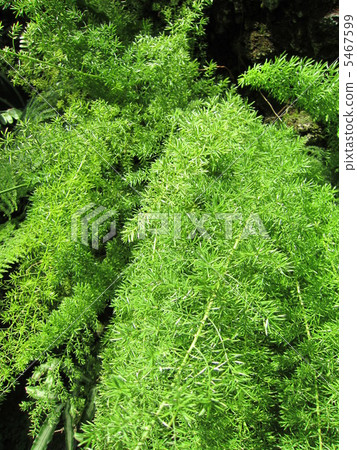 Asparagus asparagus Asparagus asparagus 5467599