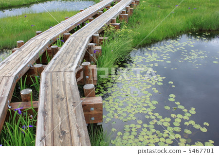 Ozegahara's tree road 5467701