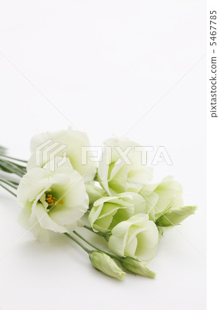 White Turkish Powder White Turkish Powder 5467785