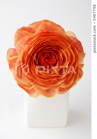 Planted plants with single bars 5467798