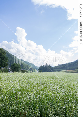 Soba flowers and blue sky 5467905