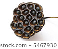 Lotus fruit 02 After drying Lotus fruit 02 After drying 5467930