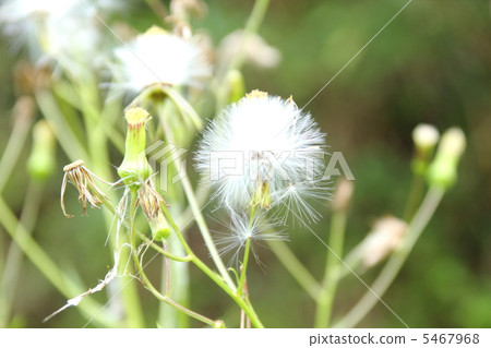 蒲公英 5467968