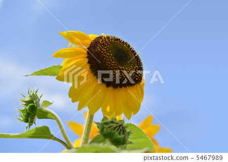 Sunflower (Sanrich Orange) and blue sky 5467989