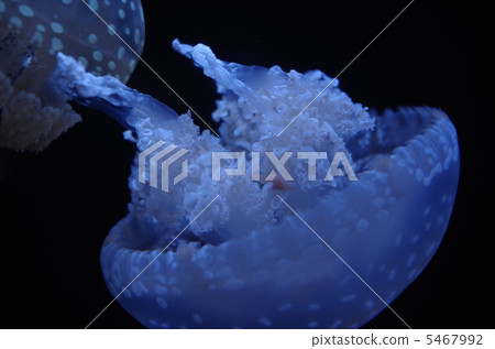 Jellyfish Jellyfish 5467992