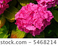 Hydrangea pink 5468214