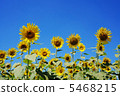 Sunflower field 5468215